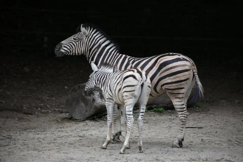 Zebras Foto stock