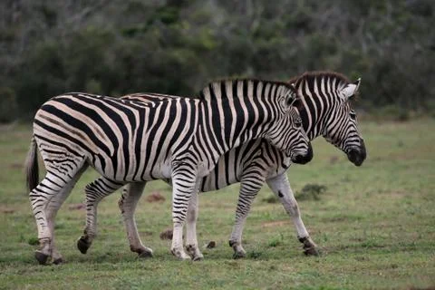 Zebras Foto stock
