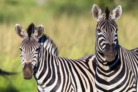 Zebra's Foto stock