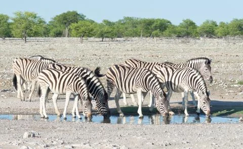 Zebras Stock Photos