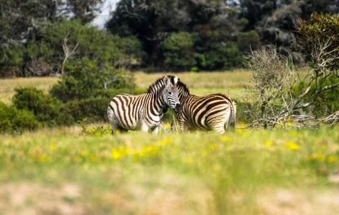 Zebras Stock Photos