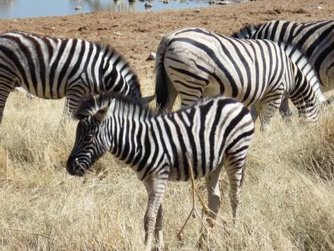 Zebras Foto stock