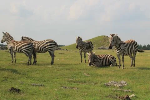 Zebras Stock Photos