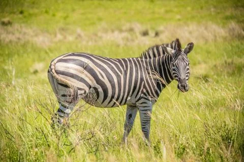 Zebra's Stock Photos