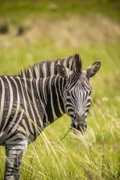 Zebra's Stock Photos
