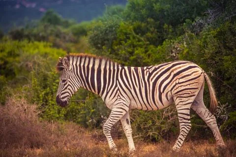 Zebra's Stock Photos