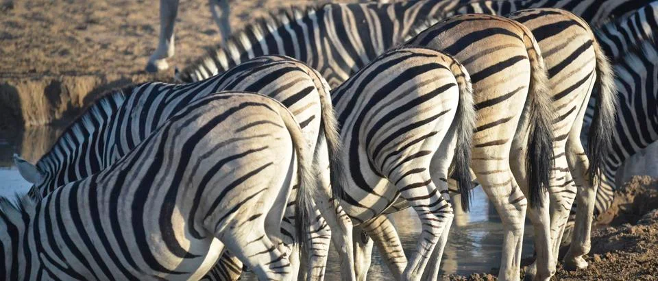 Zebras Stock Photos