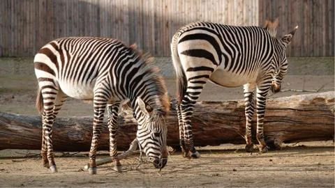 Zebras. Stock Photos