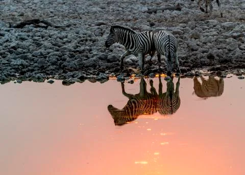Zebras Stock Photos