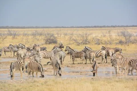 Zebras Stock Photos
