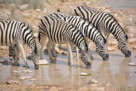 Zebras Stock Photos