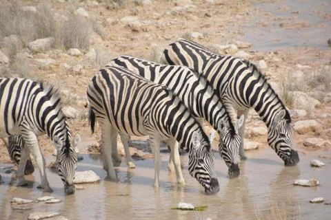 Zebras Stock Photos