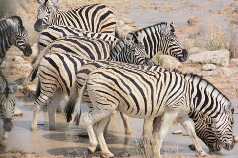 Zebras Stock Photos