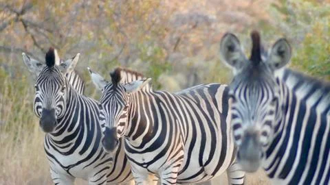 Zebras Stock Photos