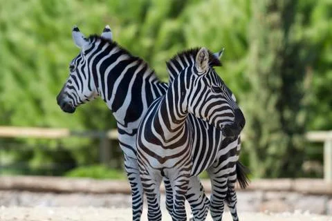 Zebras Stock Photos