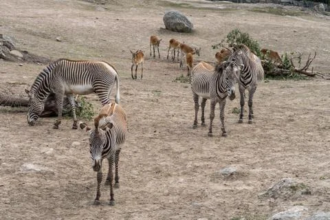 Zebras 스톡 사진