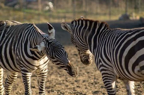 Zebras Stock Photos