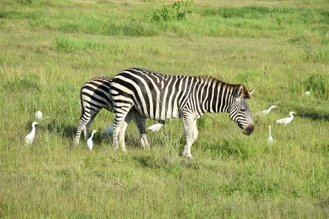 Zebras Stock Photos