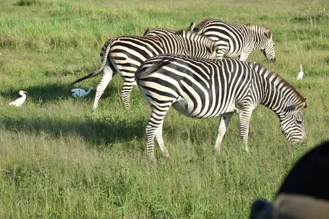 Zebras Stock Photos