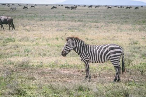 Zebras on the plains in Africa Stock Photos