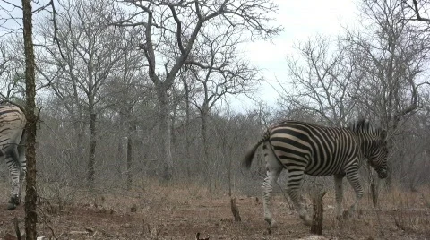 Zebras playing Stock Footage 301949