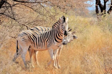 Zebras playing Stock Photos