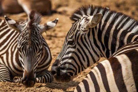 Zebra's profile Stock Photos