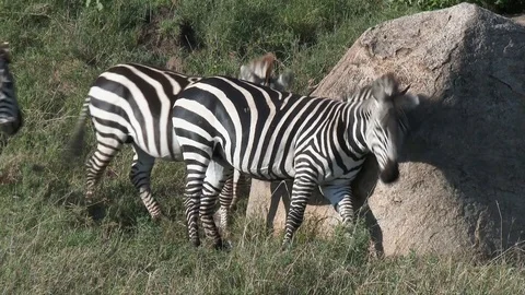 Zebras queue up to scratch their backs Stock Footage 109254278