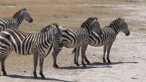 Zebras Resting in Ol Pejeta Conservancy Kenya. Stock Footage 320252883