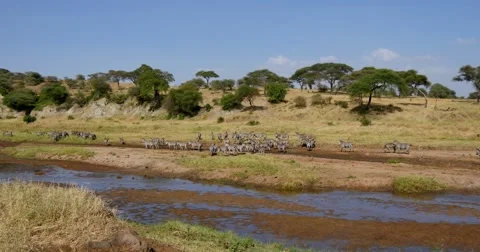Zebras at river Stock Footage 60612883