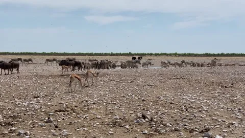 Zebras, roe deer, buffalo drink water from a spring in the National Park, Etosha Stock Footage 198674054