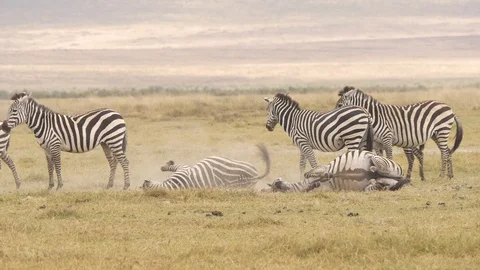 Zebras Rolling in the dust Stock Footage 130090660