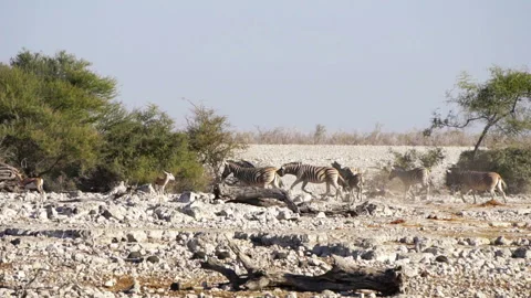 Zebras run in the Kalahari desert 스톡 동영상 116652425