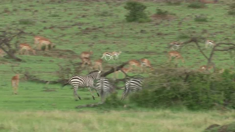 ZEBRAS RUN THROUGH HERDS Video stock 75334913
