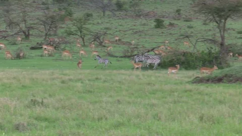 ZEBRAS RUN THROUGH IMPALA HERD Video stock 75334907