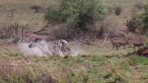 Zebras running and splashing through water hole in a field in South Africa. Stock Footage 172527499