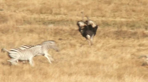 Zebras running Stock Footage 815095