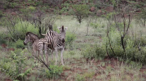 Zebras in the Safari Stock Footage 39886046