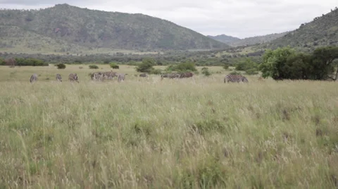 Zebras in the Safari Stock Footage 39886324