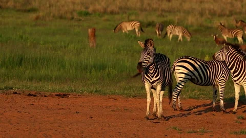 Zebras on sandy patch next to lush field basking in warmth of sunrise, telephoto Video stock 301690692