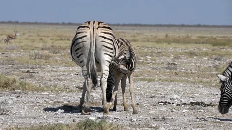 Zebras in the savannah. baby eats Stock-Footage 118570556