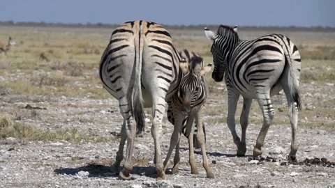 Zebras in the savannah Stockbeeldmateriaal 118570671