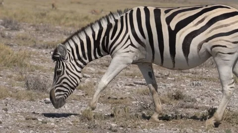 Zebras in the savannah Stock-Footage 119071086