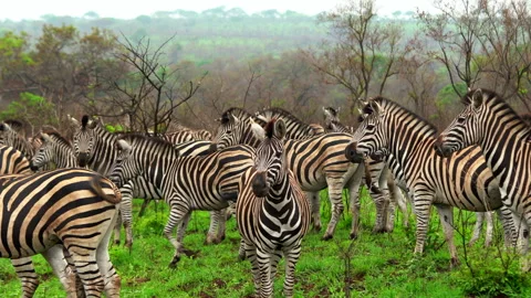 Zebras shaking afraid of lion  grazing grass eating Big Five Kruger Stock Footage 243880856