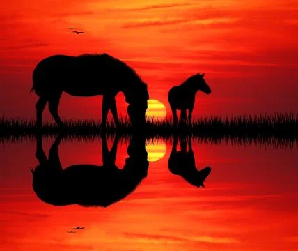 Zebras silhouette Stock Illustration