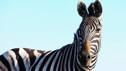 Zebras on the sky background Stock Footage 95536535