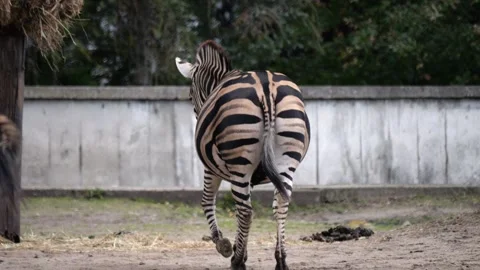 Zebras slowly explore the sandy terrain, eating from feeders. The enclosure.. Stock-Footage 288564983