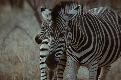 Zebras stand alert in a natural setting at dusk Stock Photos