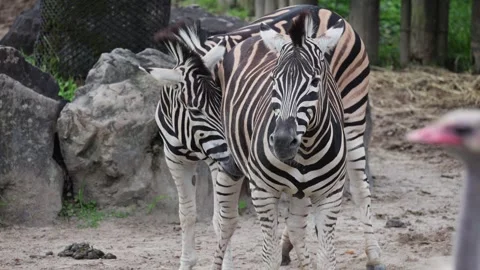 Zebras stand close, grazing in an open enclosure 스톡 동영상 338011517