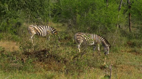 Zebras standing in grass Stock Footage 108491725